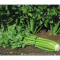 2021 New Crop Chinese High Quality Cheap Fresh Carrot Green Celery